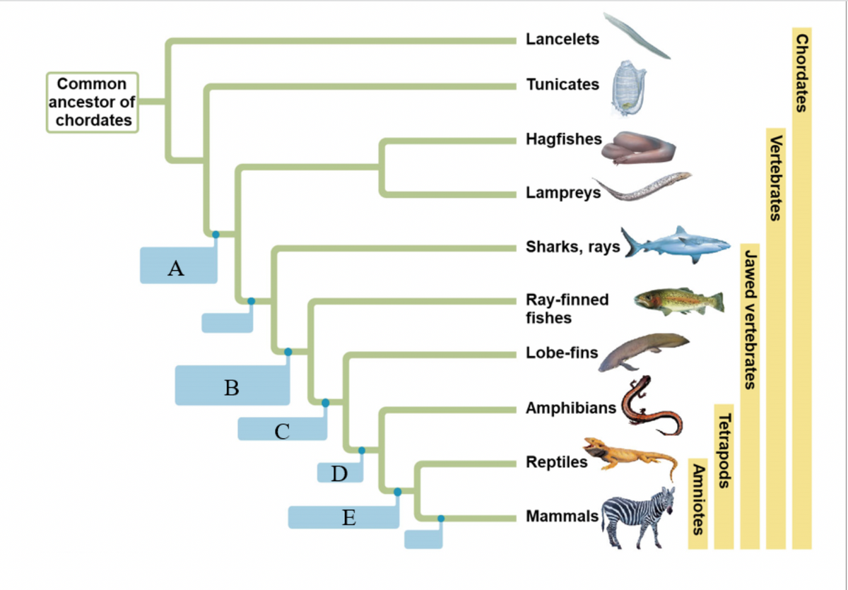 Lancelets
Common
Tunicates
ancestor of
chordates
Hagfishes
Lampreys
Sharks, rays
A
Ray-finned
fishes
Lobe-fins
В
Amphibians
C
Reptiles
D
E
Mammals
Chordates
Vertebrates
Jawed vertebrates
Tetrapods
Amniotes
