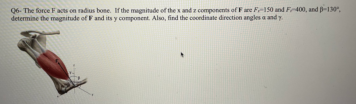 Q6- The force F acts on radius bone. If the magnitude of the x and z components of F are F=150 and F=400, and B=130°,
determine the magnitude of F and its y component. Also, find the coordinate direction angles a and y.
y
