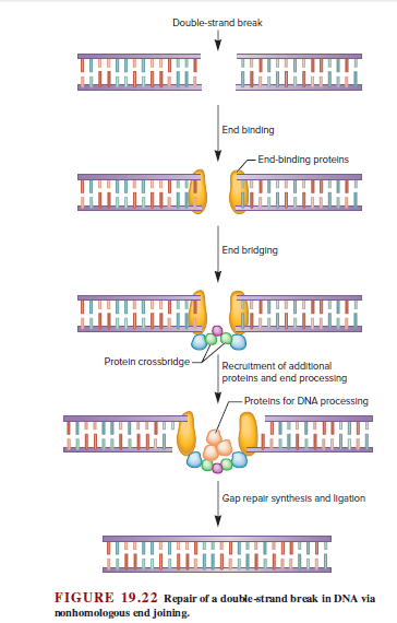 Double-strand break
Шнн
End binding
End-binding proteins
ННННН
End bridging
НННО ННА
Protein crossbridge
Recrultment of additional
protelns and end processing
Proteins for DNA processing
Gap repalr synthesis and ligation
НН
FIGURE 19.22 Repair of a double-strand break in DNA via
nonhomologous end joining.
