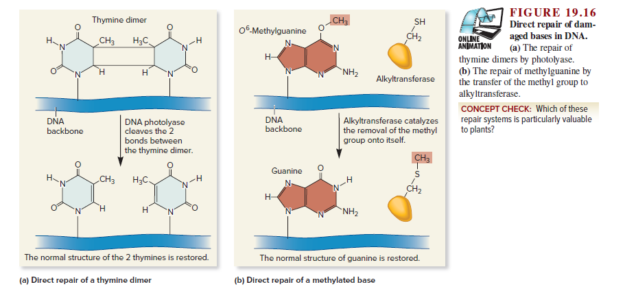 FIGURE 19.16
Direct repair of dam-
aged bases in DNA.
(a) The repair of
thymine dimers by photolyase.
(b) The repair of methylguanine by
the transfer of the methyl group to
Thymine dimer
CH3
SH
06-Methylguanine
CH2
ONLINE
ANIMATION
Н.
CH3
Нас.
N-
н-
Н
Н
N.
`NH2
Alkyltransferase
alkyltransferase.
CONCEPT CHECK: Which of these
DNA
backbone
Alkyltransferase catalyzes
the removal of the methyl
group onto itself.
repair systems is particularly valuable
to plants?
DNA
DNA photolyase
cleaves the 2
backbone
bonds between
the thymine dimer.
CH3
Guanine
На
'N'
CHз
Нас.
--
н
CH2
н
Н
`NH2
The normal structure of the 2 thymines is restored.
The normal structure of guanine is restored.
(a) Direct repair of a thymine dimer
(b) Direct repair of a methylated base
O=
