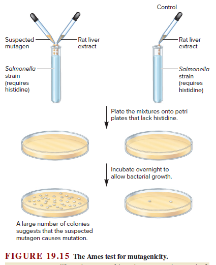 Control
- Rat liver
Suspected
mutagen
Rat liver
extract
extract
Salmonella-
strain
(requires
histidine)
-Salmonella
strain
(requires
histidine)
Plate the mixtures onto petri
plates that lack histidine.
Incubate overnight to
allow bacterial growth.
A large number of colonies
suggests that the suspected
mutagen causes mutation.
FIGURE 19.15 The Ames test for mutagenicity.
