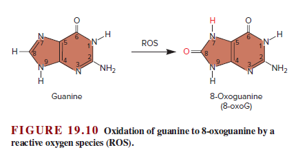 9.
.Н
ROS
н-
`NH2
`NH2
Guanine
8-Oxoguanine
(8-oxoG)
FIGURE 19.10 Oxidation of guanine to 8-oxoguanine by a
reactive oxygen species (ROS).
エー2ト
un
エ
