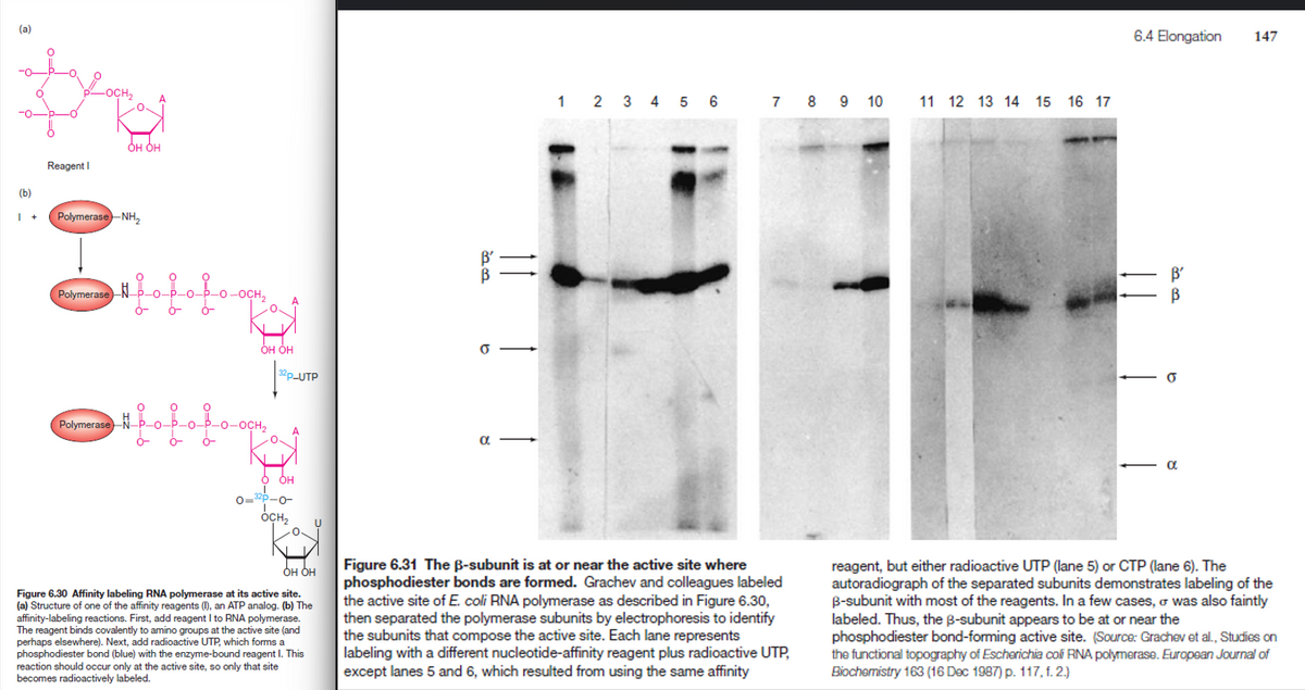 (a)
(b)
I+
Reagent I
-OCH₂
OH OH
Polymerase-NH₂
Polymerase
PolymeraseNP-o-
#fofofo.
ZI
06
-0
-O-OCH₂
A
OH OH
P-0--0-0CH₂
32p-UTP
O OH
O=32P-0-
OCH2
OH OH
Figure 6.30 Affinity labeling RNA polymerase at its active site.
(a) Structure of one of the affinity reagents (1), an ATP analog. (b) The
affinity-labeling reactions. First, add reagent I to RNA polymerase.
The reagent binds covalently to amino groups at the active site (and
perhaps elsewhere). Next, add radioactive UTP, which forms a
phosphodiester bond (blue) with the enzyme-bound reagent I. This
reaction should occur only at the active site, so only that site
becomes radioactively labeled.
U
14
α
1 2 3 4 5 6
7 8 9 10
Figure 6.31 The B-subunit is at or near the active site where
phosphodiester bonds are formed. Grachev and colleagues labeled
the active site of E. coli RNA polymerase as described in Figure 6.30,
then separated the polymerase subunits by electrophoresis to identify
the subunits that compose the active site. Each lane represents
labeling with a different nucleotide-affinity reagent plus radioactive UTP,
except lanes 5 and 6, which resulted from using the same affinity
11 12 13 14 15 16 17
6.4 Elongation
B²
В
α
147
reagent, but either radioactive UTP (lane 5) or CTP (lane 6). The
autoradiograph of the separated subunits demonstrates labeling of the
B-subunit with most of the reagents. In a few cases, σ was also faintly
labeled. Thus, the B-subunit appears to be at or near the
phosphodiester bond-forming active site. (Source: Grachev et al., Studies on
the functional topography of Escherichia col RNA polymerase. European Journal of
Biochemistry 163 (16 Dec 1987) p. 117, f. 2.)