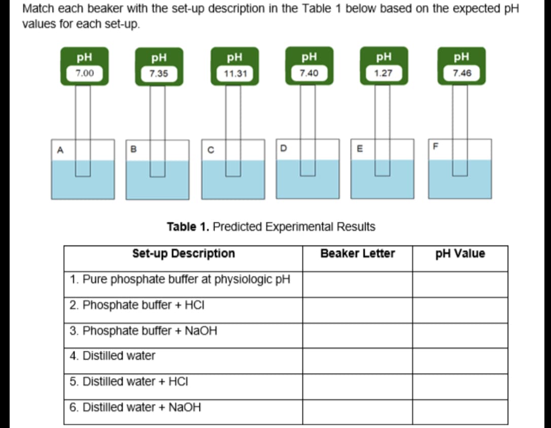 Match each beaker with the set-up description in the Table 1 below based on the expected pH
values for each set-up.
PH
7.00
PH
7.40
pH
pH
PH
pH
7.35
11.31
1.27
7.46
A
E
F
Table 1. Predicted Experimental Results
Set-up Description
Beaker Letter
pH Value
1. Pure phosphate buffer at physiologic pH
2. Phosphate buffer + HCI
3. Phosphate buffer + NaOH
4. Distilled water
5. Distilled water + HCI
6. Distilled water + NaOH

