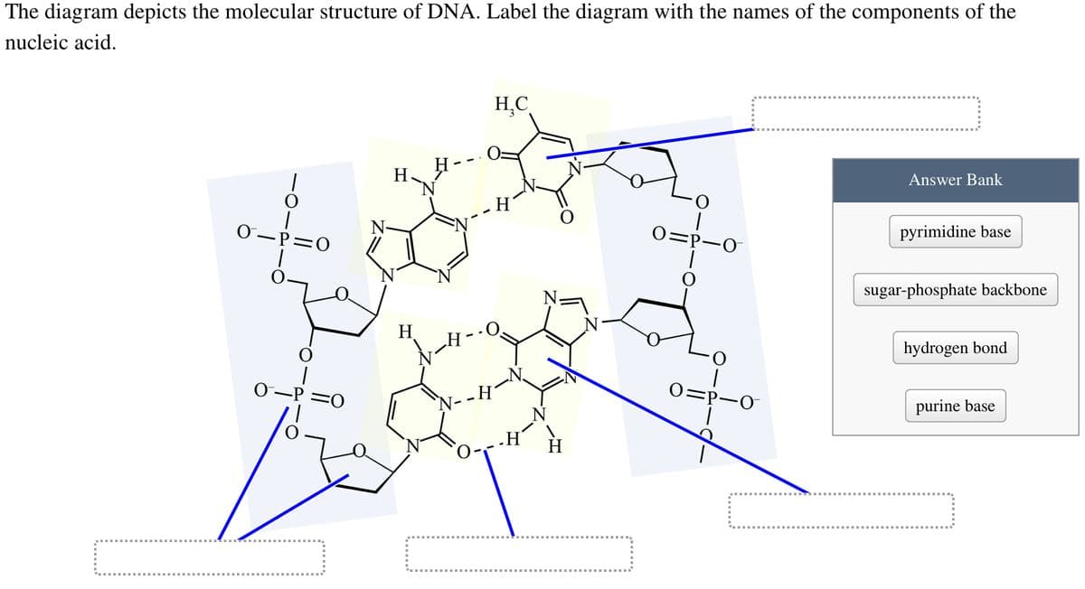The diagram depicts the molecular structure of DNA. Label the diagram with the names of the components of the
nucleic acid.
0-P=0
0
=0
H
H
N--H
H₂C
·0
0=P-0
O
0=P-0
Answer Bank
pyrimidine base
sugar-phosphate backbone
hydrogen bond
purine base