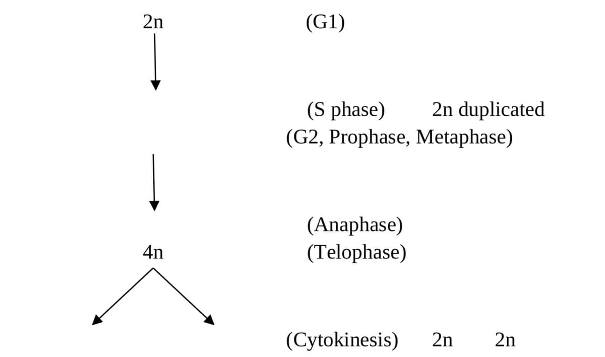 2n
Ï
4n
(G1)
(S phase)
(G2, Prophase, Metaphase)
2n duplicated
(Anaphase)
(Telophase)
(Cytokinesis) 2n 2n