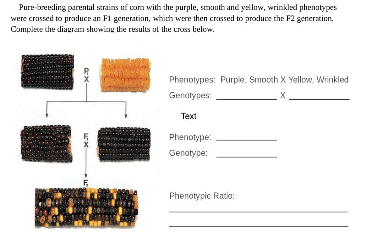 Pure-breeding parental strains of corn with the purple, smooth and yellow, wrinkled phenotypes
were crossed to produce an F1 generation, which were then crossed to produce the F2 generation.
Complete the diagram showing the results of the cross below.
PX
FX
F
Phenotypes: Purple, Smooth X Yellow, Wrinkled
Genotypes:
X
Text
Phenotype:
Genotype:
Phenotypic Ratio: