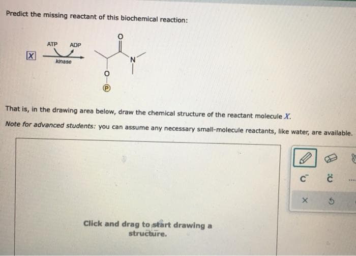 Predict the missing reactant of this biochemical reaction:
ATP
ADP
kinase
That is, in the drawing area below, draw the chemical structure of the reactant molecule X.
Note for advanced students: you can assume any necessary small-molecule reactants, like water, are available.
....
Click and drag to start drawing a
structure.
