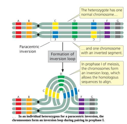 The heterozygote has one
normal chromosome...
B.
D.
Paracentric-
... and one chromosome
inversion
Formation of
with an inverted segment.
inversion loop
In prophase I of meiosis,
the chromosomes form
an inversion loop, which
allows the homologous
sequences to align.
In an individual heterozygous for a paracentric inversion, the
chromosomes form an inversion loop during pairing in prophase I.
