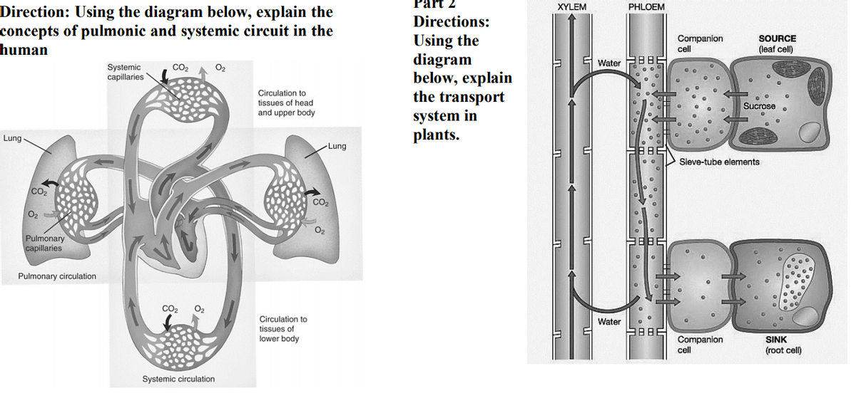 Part 2
XYLEM
PHLOEM
Direction: Using the diagram below, explain the
concepts of pulmonic and systemic circuit in the
human
Directions:
Using the
diagram
below, explain
the transport
system in
plants.
SOURCE
(leaf cell)
Companion
cell
E Water
8BBE
Systemic
capillaries
O2
CO2
Circulation to
tissues of head
Sucrose
and upper body
Lung
Lung
BBE
Sieve-tube elements
CO2
O2
Pulmonary
capillaries
Pulmonary circulation
CO2
Circulation to
tissues of
lower body
Water
Companion
cell
SINK
(root cell)
Systemic circulation
