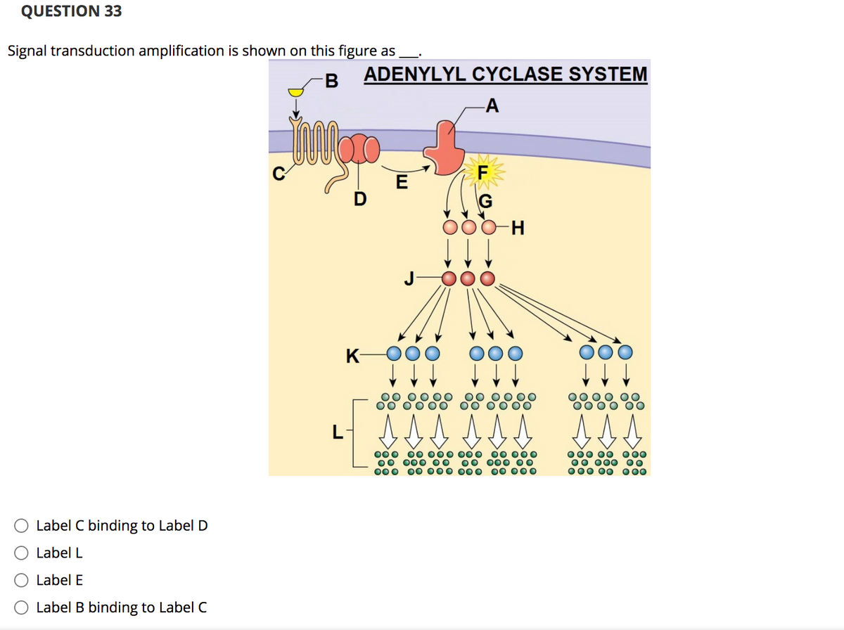 QUESTION 33
Signal transduction amplification is shown on this figure as
ADENYLYL CYCLASE SYSTEM
-A
F
E
G
K-
000 00 000 000
00 000 00
000 00 000 000
00 000
0O 000O
000 00 000
00 000
000 00 000
Label C binding to Label D
Label L
Label E
Label B binding to Label C

