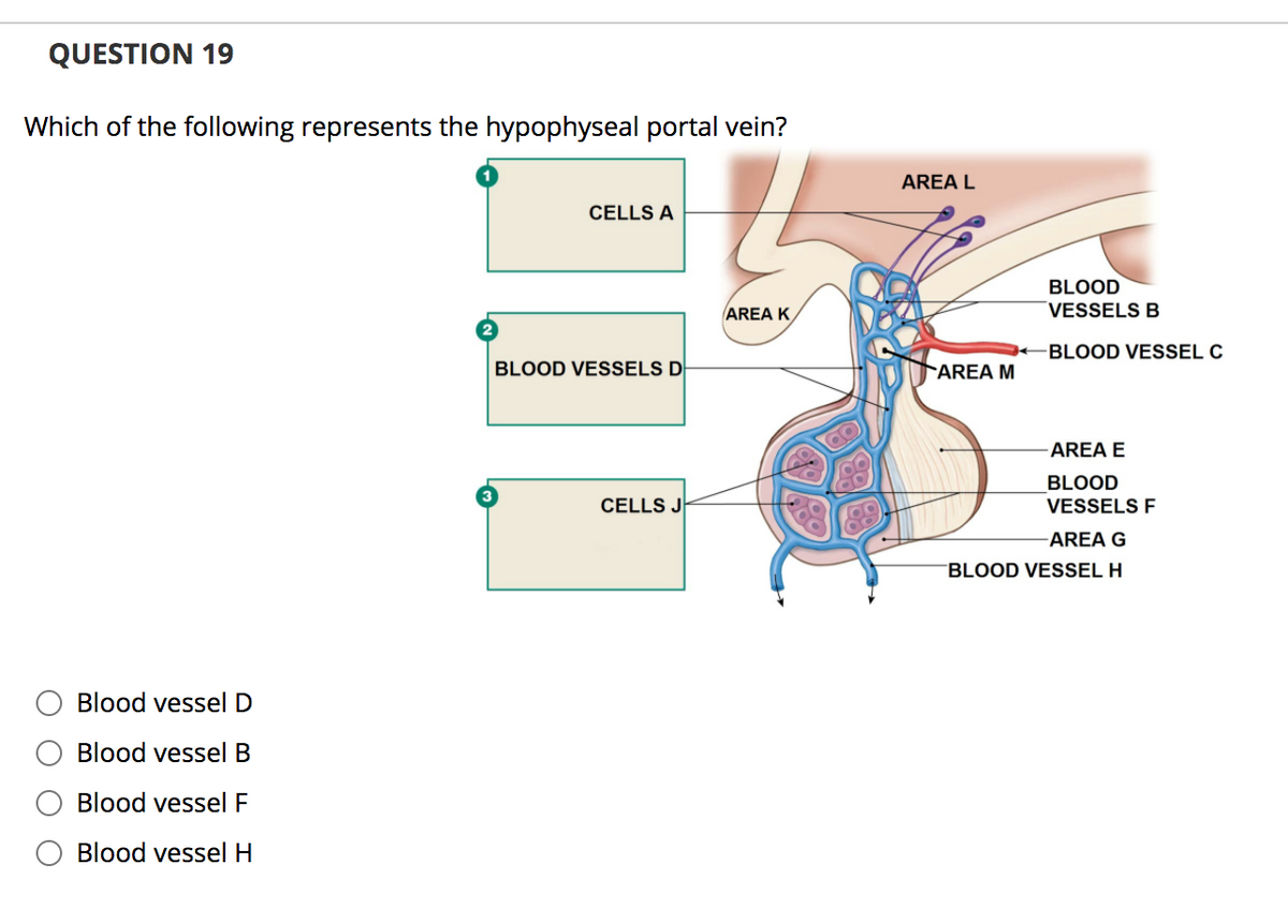 QUESTION 19
Which of the following represents the hypophyseal portal vein?
AREA L
CELLS A
BLOOD
VESSELS B
AREA K
BLOOD VESSEL C
BLOOD VESSELS D
AREA M
AREA E
BLOOD
CELLS J
VESSELS F
-AREA G
BLOOD VESSEL H
Blood vesselD
Blood vessel B
Blood vessel F
Blood vesselH
