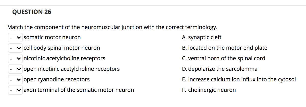 QUESTION 26
Match the component of the neuromuscular junction with the correct terminology.
v somatic motor neuron
A. synaptic cleft
v cell body spinal motor neuron
B. located on the motor end plate
v nicotinic acetylcholine receptors
C. ventral horn of the spinal cord
v open nicotinic acetylcholine receptors
D. depolarize the sarcolemma
v open ryanodine receptors
E. increase calcium ion influx into the cytosol
v axon terminal of the somatic motor neuron
F. cholinergic neuron
