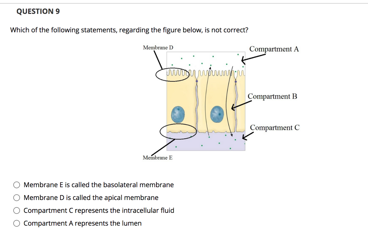 QUESTION 9
Which of the following statements, regarding the figure below, is not correct?
Membrane D
Compartment A
Compartment B
Compartment C
Membrane E
Membrane E is called the basolateral membrane
Membrane D is called the apical membrane
Compartment C represents the intracellular fluid
Compartment A represents the lumen
