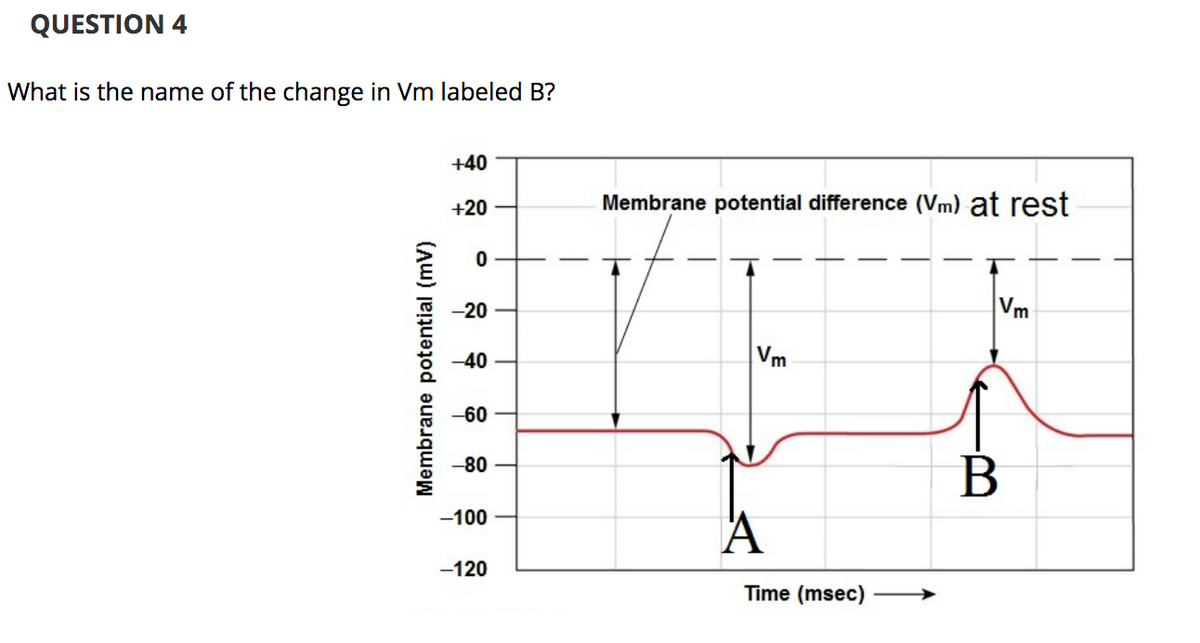 QUESTION 4
What is the name of the change in Vm labeled B?
+40
+20
Membrane potential difference (Vm) at rest
-20
Vm
-40
Vm
-60
-80
В
-100
-120
Time (msec)
Membrane potential (mV)
