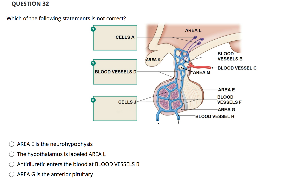 QUESTION 32
Which of the following statements is not correct?
AREA L
CELLS A
BLOOD
AREA K
VESSELS B
2
BLOOD VESSEL C
BLOOD VESSELS D
AREA M
AREA E
BLOOD
CELLS J
VESSELS F
AREA G
BLOOD VESSEL H
AREA E is the neurohypophysis
The hypothalamus is labeled AREA L
Antidiuretic enters the blood at BLOOD VESSELS B
AREA G is the anterior pituitary
