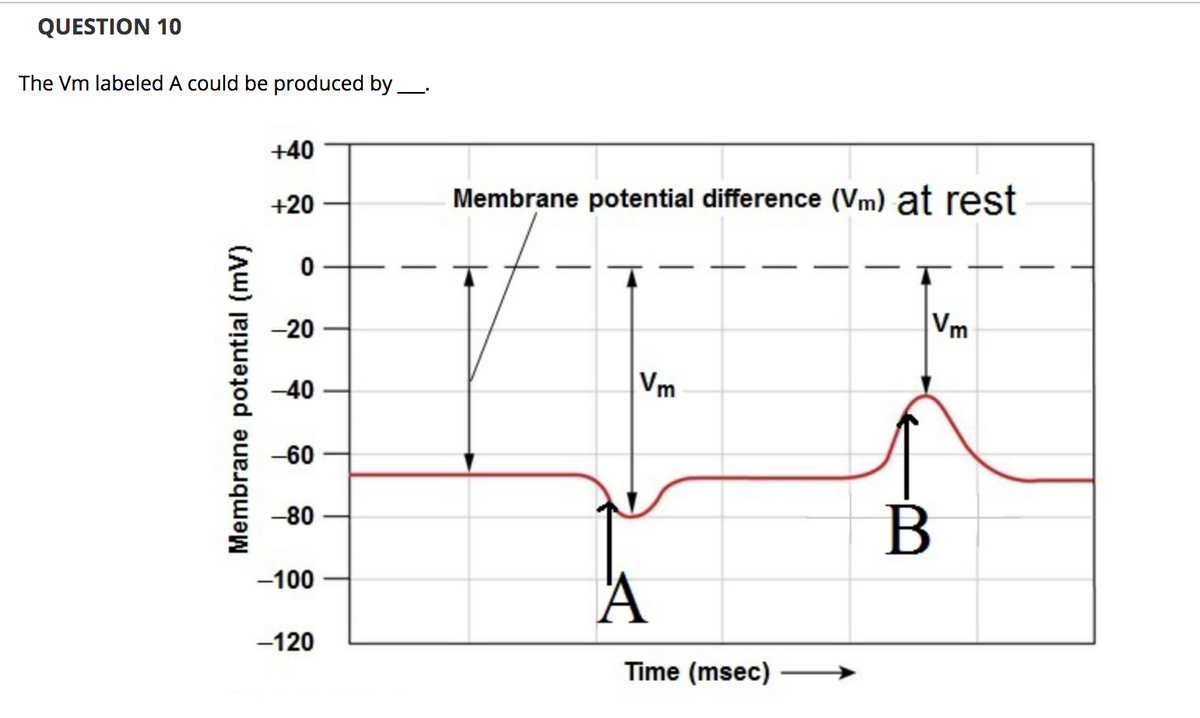 QUESTION 10
The Vm labeled A could be produced by
+40
+20
Membrane potential difference (Vm) at rest
-20
Vm
-40
Vm
-60
В
-80
A
-100
-120
Time (msec)
Membrane potential (mV)
