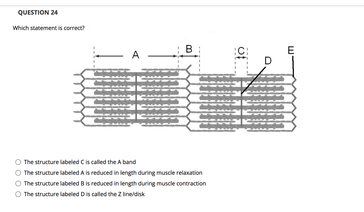 QUESTION 24
Which statement is correct?
B :
¡C:
E
A
D
The structure labeled C is called the A band
The structure labeled A is reduced in length during muscle relaxation
The structure labeled B is reduced in length during muscle contraction
The structure labeled D is called the Z line/disk
of
