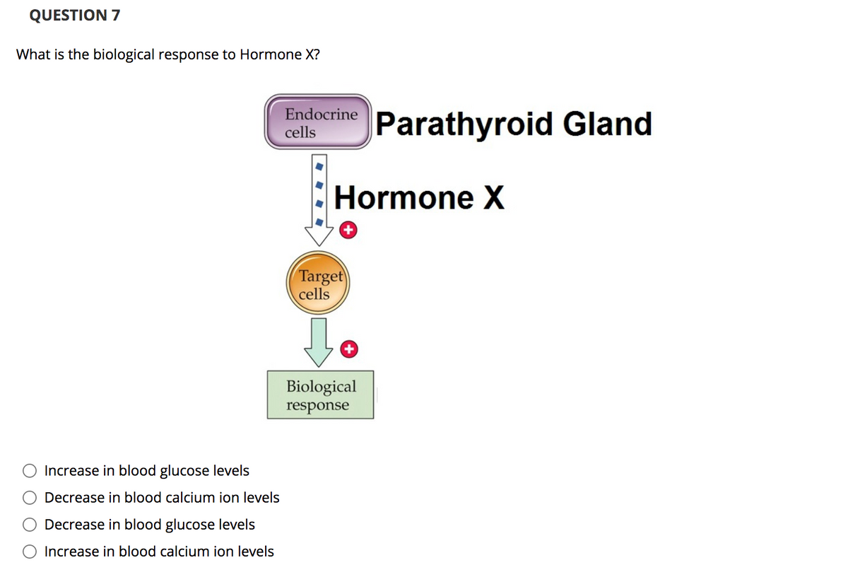 QUESTION 7
What is the biological response to Hormone X?
Endocrine
Parathyroid Gland
cells
Hormone X
Target
cells
Biological
response
Increase in blood glucose levels
Decrease in blood calcium ion levels
Decrease in blood glucose levels
O Increase in blood calcium ion levels
