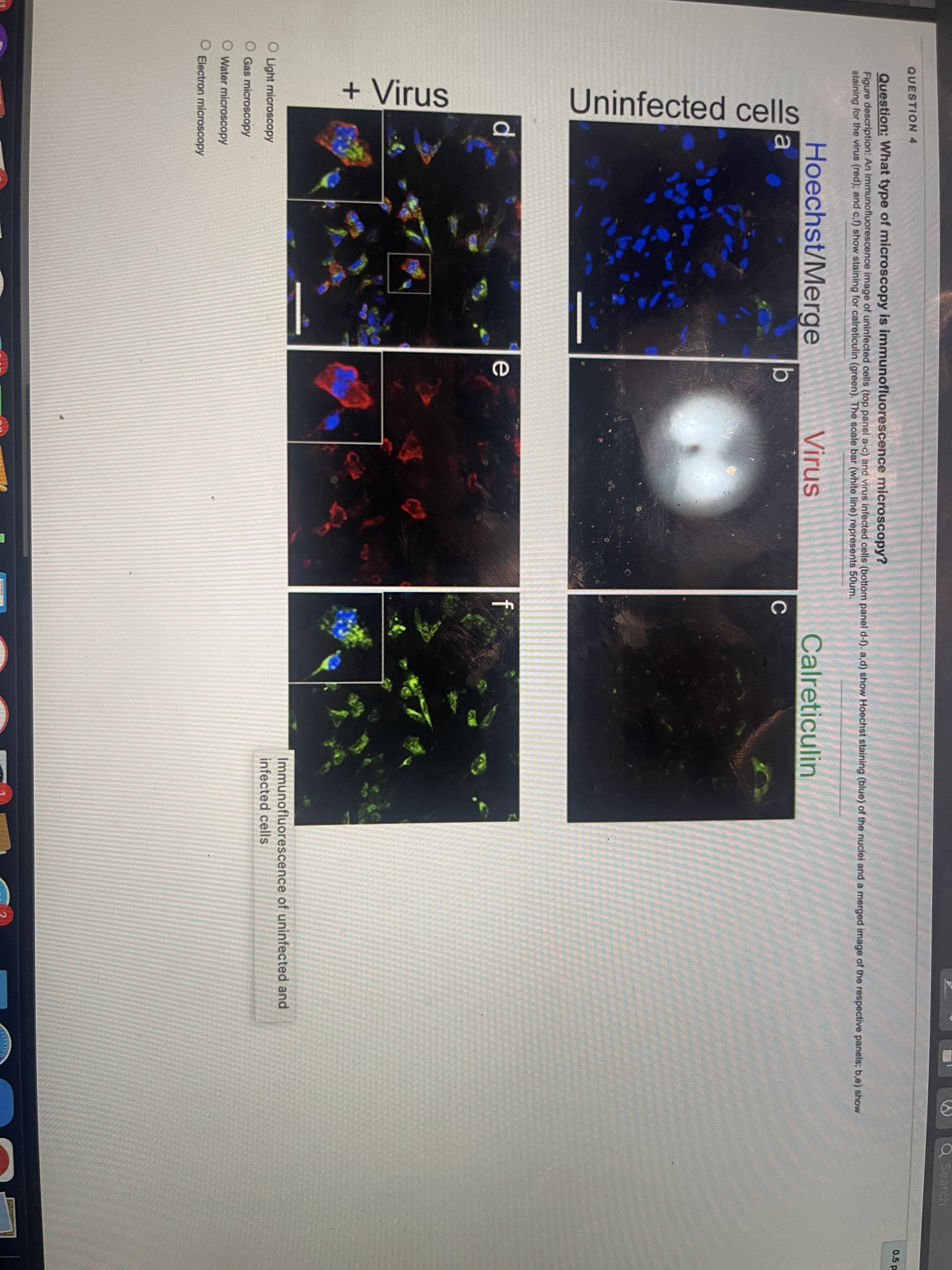 Searc
QUESTION 4
Question: What type of microscopy is immunofluorescence microscopy?
Figure description: An immunofluorescence image of uninfected cells (top panel a-c) and virus infected cells (bottom panel d-f). a,d) show Hoechst staining (blue) of the nuclei and a merged image of the respective panels; b,e) show
staining for the virus (red); and c,f) show staining for calreticulin (green). The scale bar (white line) represents 50um.
