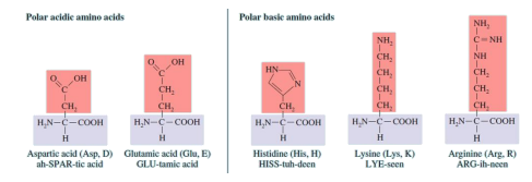 Polar acidie amino acids
Polar basie amino acids
NH,
NH,
C- NH
NH
OH
HN
CH,
CH,
CH,
H,N--COOH
CH,
OH
CH,
CH,
CH.
CH,
H,N-C-COOH
CH,
H,N-C-COOH
CH,
H,N-C-COOH
H,N-C-COOH
H
H
H
Aspartic acid (Asp, D) Glutamic acid (Glu, E)
ah-SPAR-tic acid
Histidine (His, H)
HISS-tuh-deen
Lysine (Lys, K)
LYE-seen
Arginine (Arg. R)
ARG-ih-neen
GLU-tamic acid

