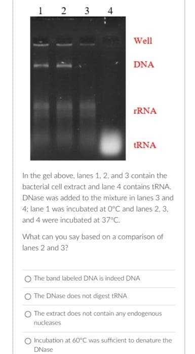 1 2 3 4
Well
DNA
rRNA
tRNA
In the gel above, lanes 1, 2, and 3 contain the
bacterial cell extract and lane 4 contains tRNA.
DNase was added to the mixture in lanes 3 and
4: lane 1 was incubated at 0°C and lanes 2, 3,
and 4 were incubated at 37°C.
What can you say based on a comparison of
lanes 2 and 3?
The band labeled DNA is indeed DNA
The DNase does not digest tRNA
The extract does not contain any endogenous
nucleases
Incubation at 60°C was sufficient to denature the
DNase