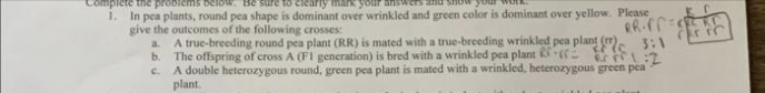 plete the problems below. Be sure to clearly mark your answers and sho
1. In pea plants, round pea shape is dominant over wrinkled and green color is dominant over yellow. Please
give the outcomes of the following crosses:
RF (C
a. A true-breeding round pea plant (RR) is mated with a true-breeding wrinkled pea plant
b. The offspring of cross A (F1 generation) is bred with a wrinkled pea plant R-C2
ar ²1:2
C. A double heterozygous round, green pea plant is mated with a wrinkled, heterozygous green pea
plant.
RR.PP=FFERT
3:1
chric
INTO