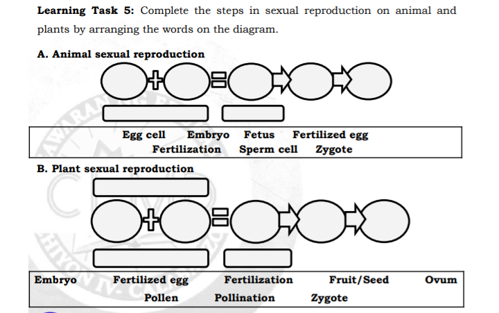 Learning Task 5: Complete the steps in sexual reproduction on animal and
plants by arranging the words on the diagram.
A. Animal sexual reproduction
Egg cell
Embryo Fetus
Fertilized egg
KAARAN
Fertilization
Sperm cell
Zygote
B. Plant sexual reproduction
Fertilized egg
Fertilization
Fruit/Seed
Ovum
Pollen
Pollination
Zygote
HIY
