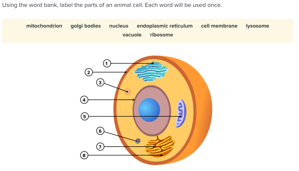 Using the word bank, label the parts of an animal cell. Each word will be used once.
mitochondrion
golgi bodies
nucleus
endoplasmic reticulum
cell membrane
lysosome
vacuole
ribosome
