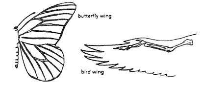 butterfly wing
m
bird wing
