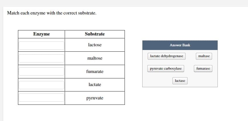 Match each enzyme with the correct substrate.
Enzyme
Substrate
lactose
maltose
fumarate
lactate
pyruvate
Answer Bank
lactate dehydrogenase
pyruvate carboxylase
lactase
maltase
fumarase