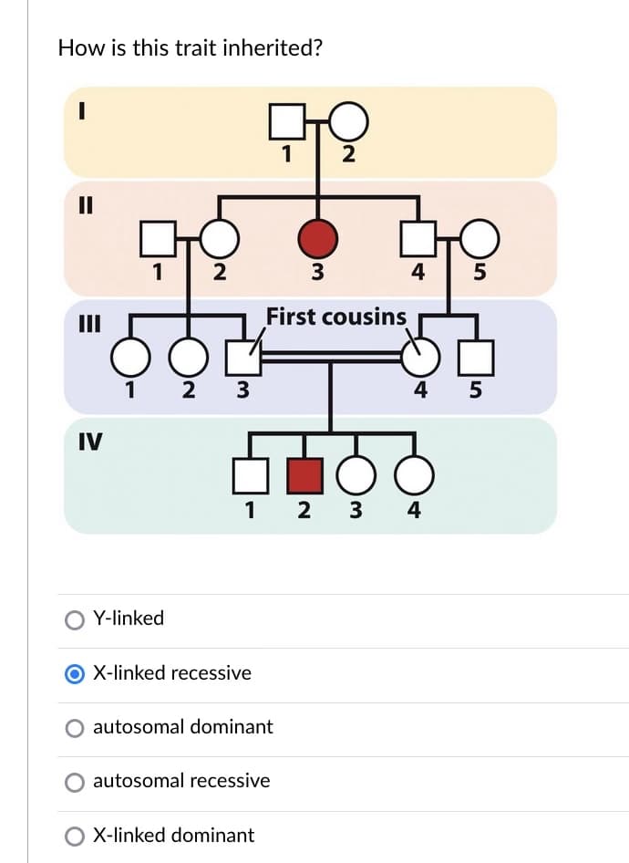How is this trait inherited?
|
1
IV
1
1 2
2
Y-linked
O X-linked recessive
2
3
First cousins
3
1 2 3
autosomal dominant
autosomal recessive
O X-linked dominant
5
4 5
4
3 4