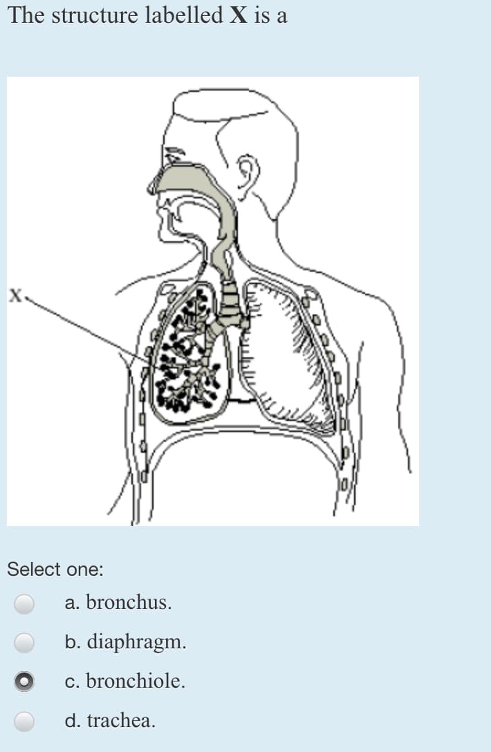 The structure labelled X is a
Select one:
a. bronchus.
b. diaphragm.
c. bronchiole.
d. trachea.