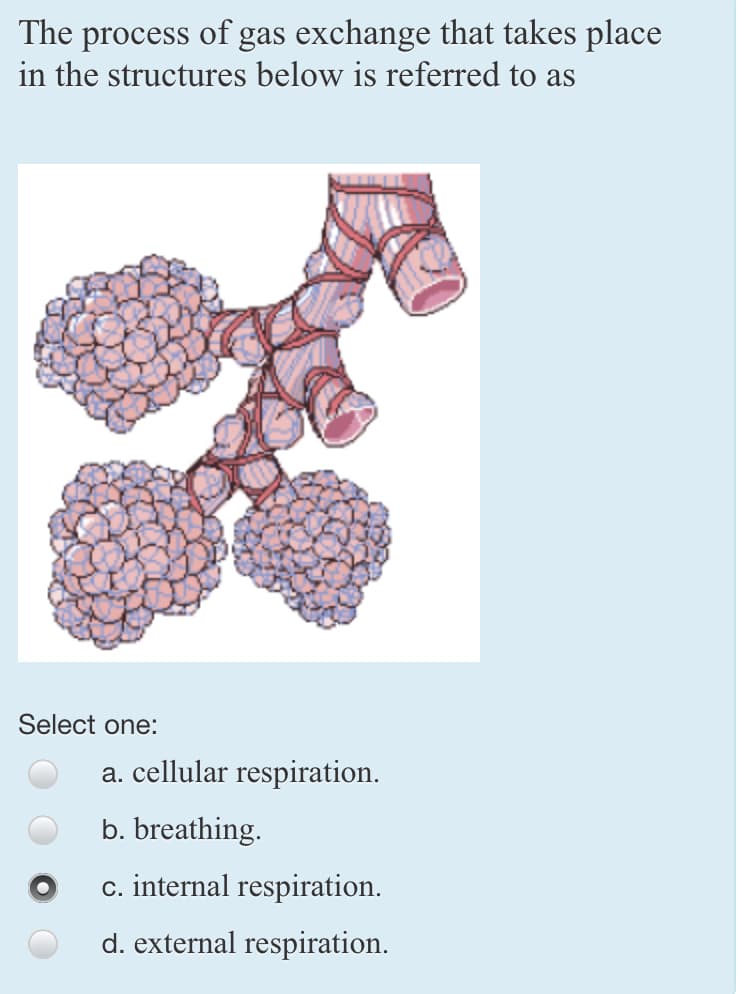 The process of gas exchange that takes place
in the structures below is referred to as
Select one:
a. cellular respiration.
b. breathing.
c. internal respiration.
d. external respiration.