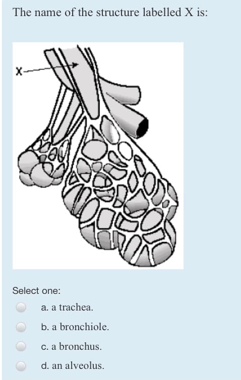 The name of the structure labelled X is:
X-
Select one:
OO
SO
a. a trachea.
b. a bronchiole.
c. a bronchus.
d. an alveolus.
