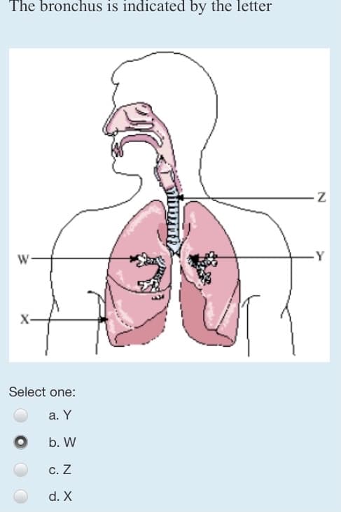 The bronchus is indicated by the letter
W
Select one:
a. Y
b. W
c. Z
d. X
O
Z
-Y