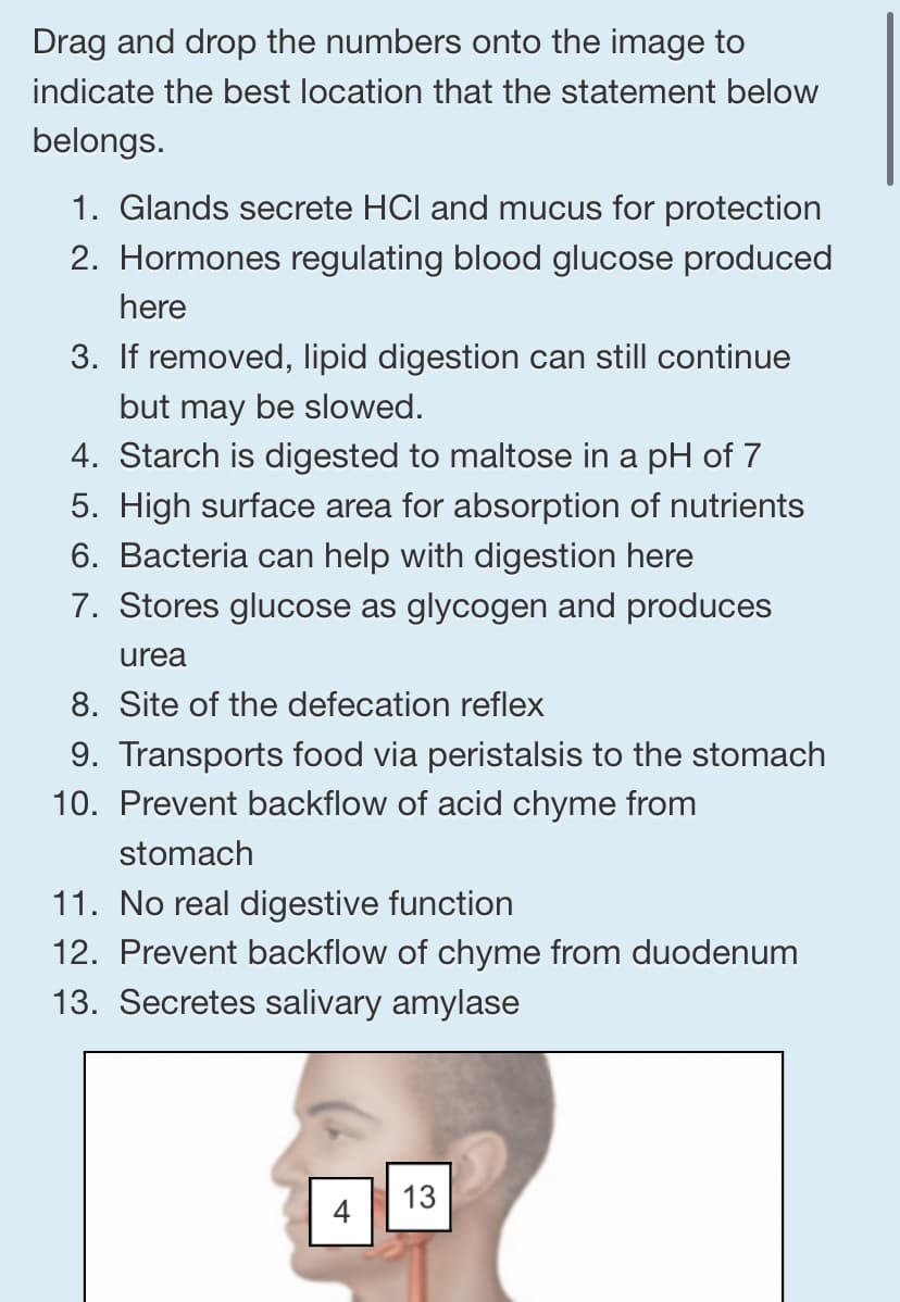 Drag and drop the numbers onto the image to
indicate the best location that the statement below
belongs.
1. Glands secrete HCI and mucus for protection
2. Hormones regulating blood glucose produced
here
3. If removed, lipid digestion can still continue
but may be slowed.
4. Starch is digested to maltose in a pH of 7
5. High surface area for absorption of nutrients
6. Bacteria can help with digestion here
7. Stores glucose as glycogen and produces
urea
8. Site of the defecation reflex
9. Transports food via peristalsis to the stomach
10. Prevent backflow of acid chyme from
stomach
11. No real digestive function
12. Prevent backflow of chyme from duodenum
13. Secretes salivary amylase
4
13