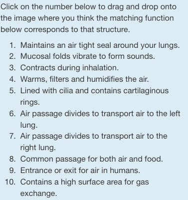 Click on the number below to drag and drop onto
the image where you think the matching function
below corresponds to that structure.
1. Maintains an air tight seal around your lungs.
2. Mucosal folds vibrate to form sounds.
3. Contracts during inhalation.
4. Warms, filters and humidifies the air.
5. Lined with cilia and contains cartilaginous
rings.
6. Air passage divides to transport air to the left
lung.
7. Air passage divides to transport air to the
right lung.
8. Common passage for both air and food.
9. Entrance or exit for air in humans.
10. Contains a high surface area for gas
exchange.