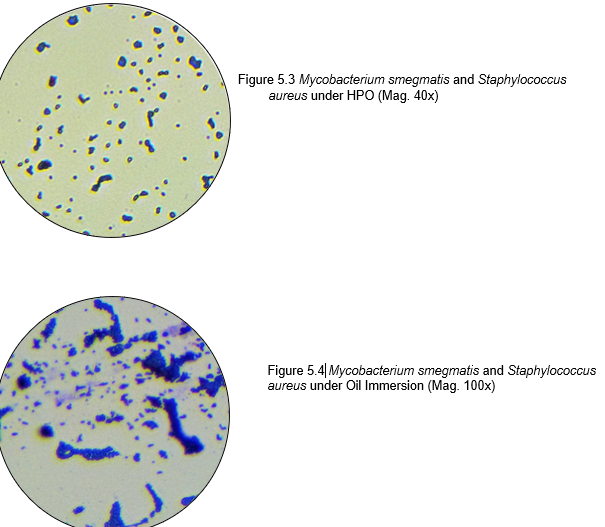 Figure 5.3 Mycobacterium smegmatis and Staphylococcus
aureus under HPO (Mag. 40x)
Figure 5.4| Mycobacterium smegmatis and Staphylococcus
aureus under Oil Immersion (Mag. 100x)
