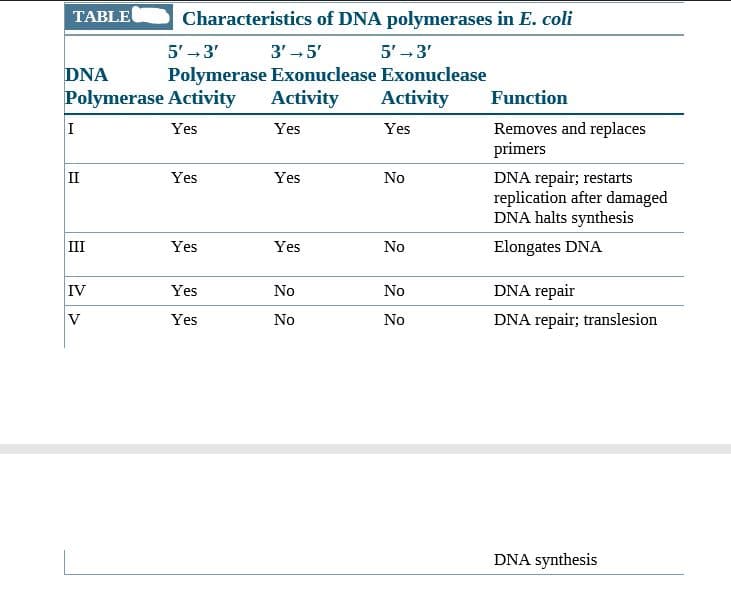 TABLE
Characteristics of DNA polymerases in E. coli
3' -5'
Polymerase Exonuclease Exonuclease
Activity
5' - 3'
5'-3'
DNA
Polymerase Activity
Activity
Function
Removes and replaces
primers
Yes
Yes
Yes
II
DNA repair; restarts
replication after damaged
DNA halts synthesis
Yes
Yes
No
III
Yes
Yes
No
Elongates DNA
IV
Yes
No
No
DNA repair
Yes
No
No
DNA repair; translesion
DNA synthesis
