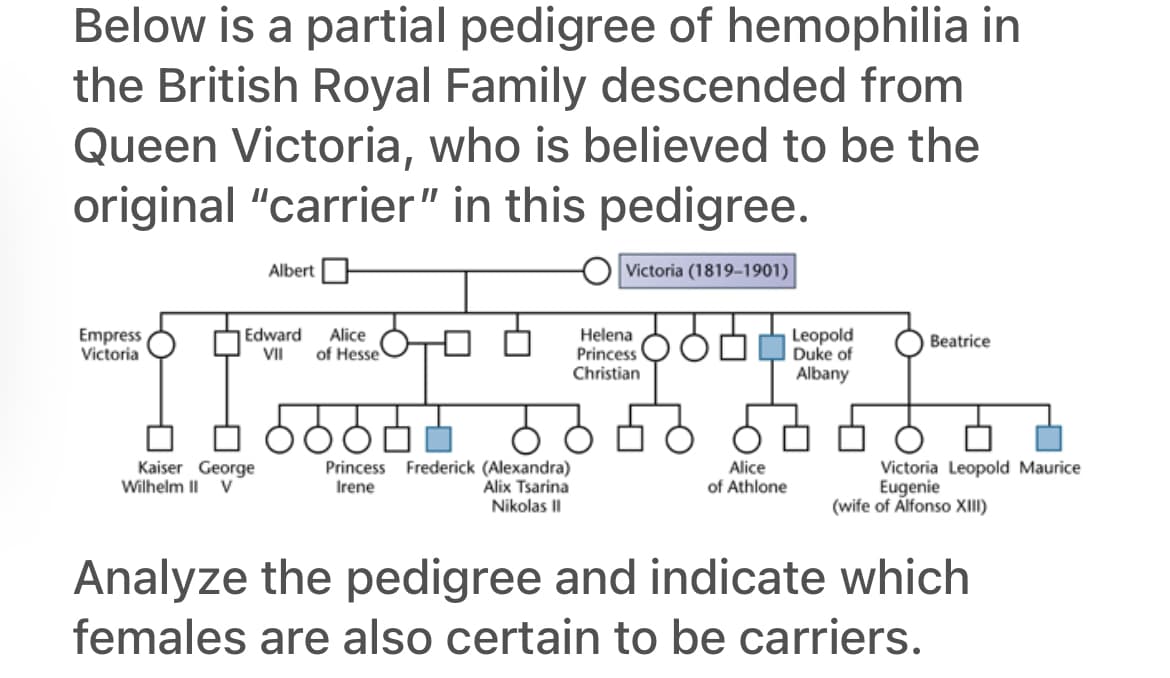 Below is a partial pedigree of hemophilia in
the British Royal Family descended from
Queen Victoria, who is believed to be the
original "carrier" in this pedigree.
Albert
Victoria (1819-1901)
Helena
Empress
Victoria
Edward
VII
Alice
of Hesse
Beatrice
Princess Leopold
Duke of
Albany
Christian
66655
5858
Alice
Kaiser George
Wilhelm II V
Princess Frederick (Alexandra)
Irene
Alix Tsarina
Nikolas II
of Athlone
Victoria Leopold Maurice
Eugenie
(wife of Alfonso XIII)
Analyze the pedigree and indicate which
females are also certain to be carriers.
