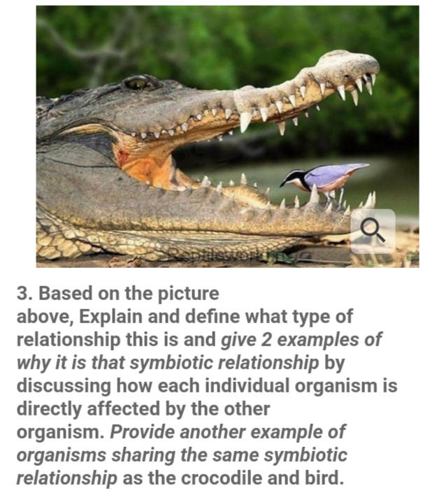 of
3. Based on the picture
above, Explain and define what type of
relationship this is and give 2 examples of
why it is that symbiotic relationship by
discussing how each individual organism is
directly affected by the other
organism. Provide another example of
organisms sharing the same symbiotic
relationship as the crocodile and bird.
