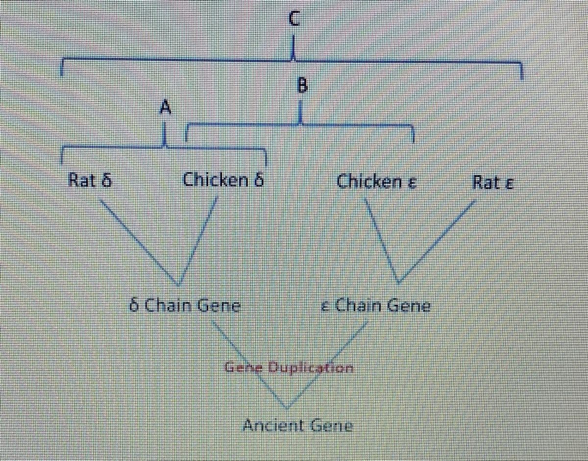 B.
Rat 6
Chicken &
Chicken e
Rat E
6 Chain Gene
<Chain Gene
Ancient Gene
