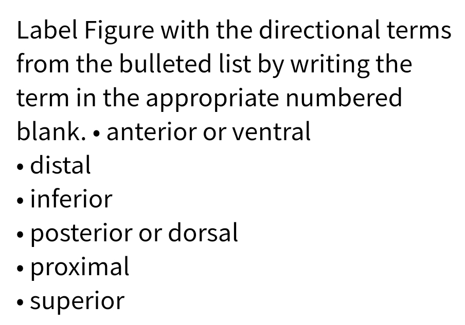 Label Figure with the directional terms
from the bulleted list by writing the
term in the appropriate numbered
blank. anterior or ventral
●
• distal
●
• inferior
posterior or dorsal
• proximal
superior