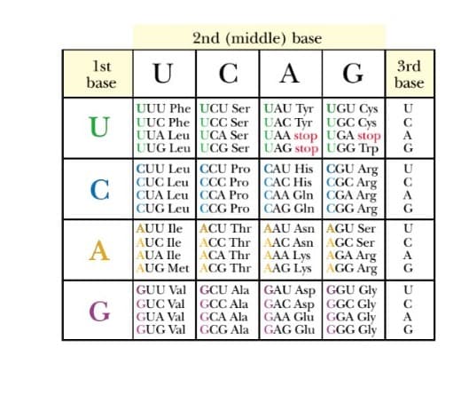 2nd (middle) base
1st
base
UC|A|G d
3rd
base
UUU Phe UCU Ser UAU Tyr UGU Cys
UUC Phe UCC Ser UAC Tyr UGC Cys
U
U
UUA Leu UCA Ser UAA stop UGA stop
A
UUG Leu UCG Ser UAG stop UGG Trp
G
CUU Leu CCU ProCAU His CGU Arg
CUC Leu CCC Pro CAC His CGC Arg
CUA Leu CCA Pro CAA Gln CGA Arg
CUG Leu CCG Pro CAG Gln CGG Arg
U
C
A
G
C
AUU Ile
AUC Ile
AUA Ile
ACU Thr AAU Asn AGU Ser
ACC Thr AAC Asn
AAA Lys
GC Ser
AGA Arg
AGG Arg
А
ACA Thr
AUG Met ACG Thr AAG Lys
A
G
GUU Val GCU Ala GAU Asp GGU Gly
U
GUC Val GCC Ala GAC Asp GGC Gly
G
GUA Val
GAA Glu GGA Gly
GCA Ala
A.
GUG Val GCG Ala GAG Glu GGG Gly
G
