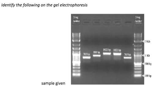 Identify the following on the gel electrophoresis
2-leg
2-log
ladder
3 Kb
1022 bp 1022 bp
765 bp
880 bp
765 bp
1 Kb
S00 hp
100 bp
sample given
