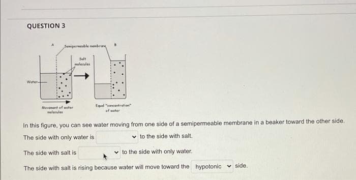 QUESTION 3
Semipermeable menbra
Salt
olecules
Woter
Mevemant of weter
melendes
Equel "concentretin"
of weter
In this figure, you can see water moving from one side of a semipermeable membrane in a beaker toward the other side.
The side with only water is
v to the side with salt.
The side with salt is
v to the side with only water.
The side with salt is rising because water will move toward the hypotonic v side.
