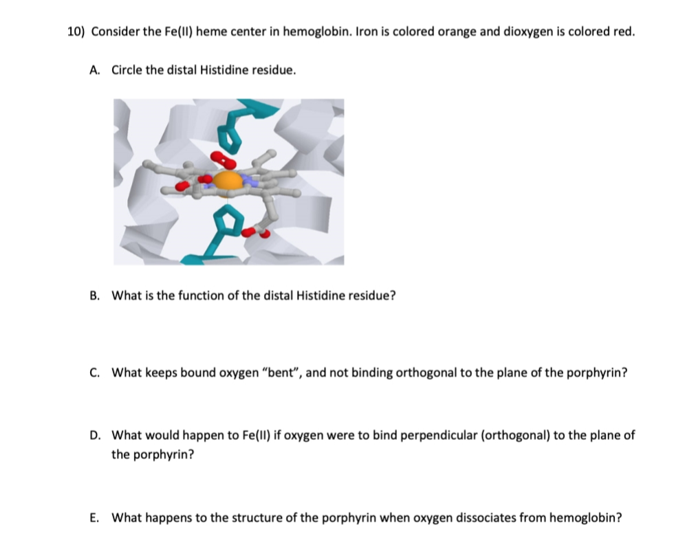 10) Consider the Fe(Il) heme center in hemoglobin. Iron is colored orange and dioxygen is colored red.
A. Circle the distal Histidine residue.
B. What is the function of the distal Histidine residue?
C. What keeps bound oxygen “bent", and not binding orthogonal to the plane of the porphyrin?
D. What would happen to Fe(lI) if oxygen were to bind perpendicular (orthogonal) to the plane of
the porphyrin?
E. What happens to the structure of the porphyrin when oxygen dissociates from hemoglobin?
