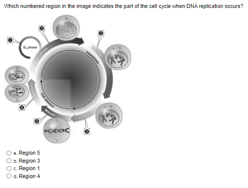 Which numbered region in the image indicates the part of the cell cycle when DNA replication occurs?
G, phase
Cell division
O a. Region 5
O b. Region 3
O c. Region 1
O d. Region 4
Phase
Mis
SCIII
Interphase