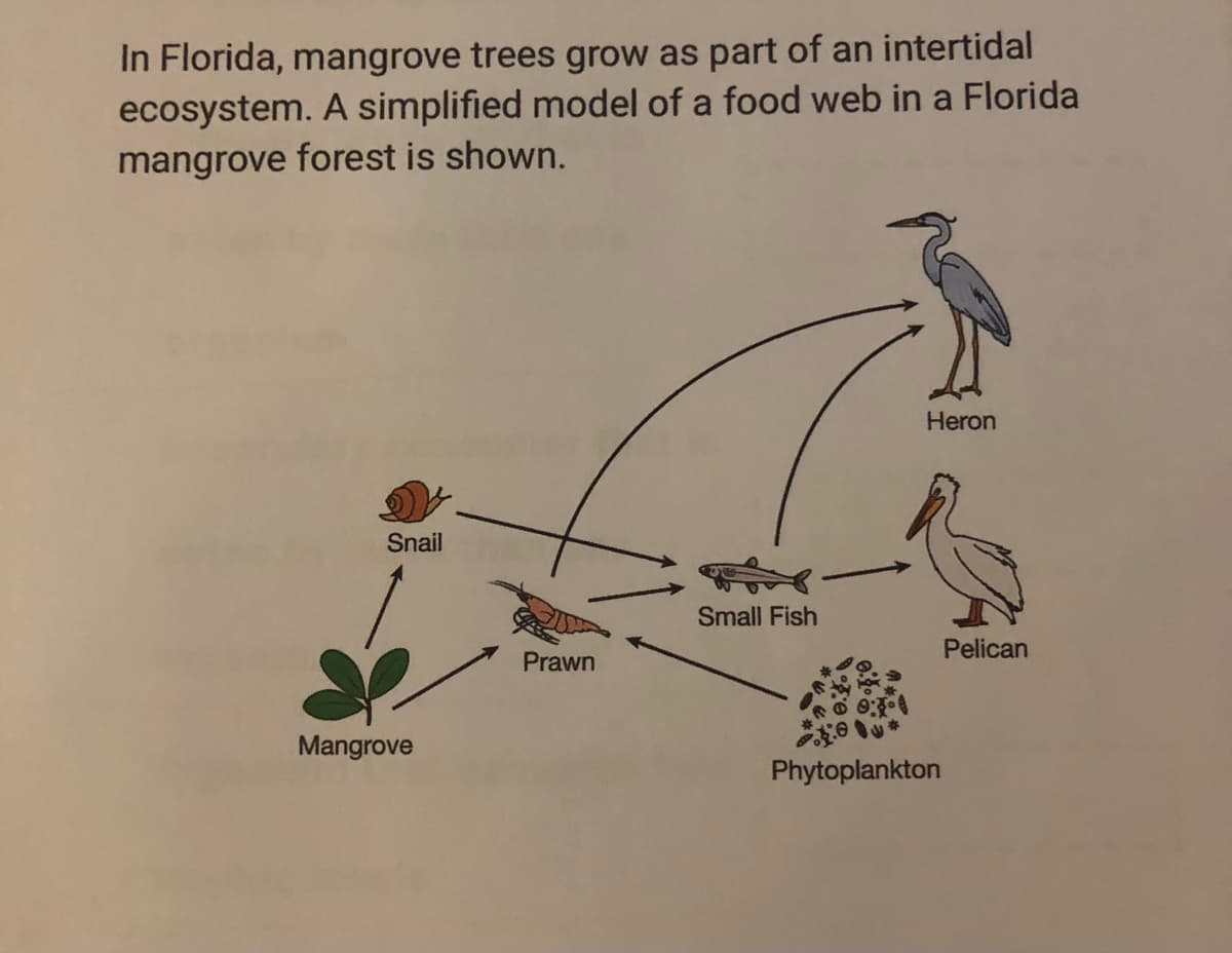 In Florida, mangrove trees grow as part of an intertidal
ecosystem. A simplified model of a food web in a Florida
mangrove
forest is shown.
Heron
Snail
Small Fish
Pelican
Prawn
Mangrove
Phytoplankton
